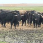 Verplaats heckrunderen Oostvaardersplassen naar ander natuurgebied