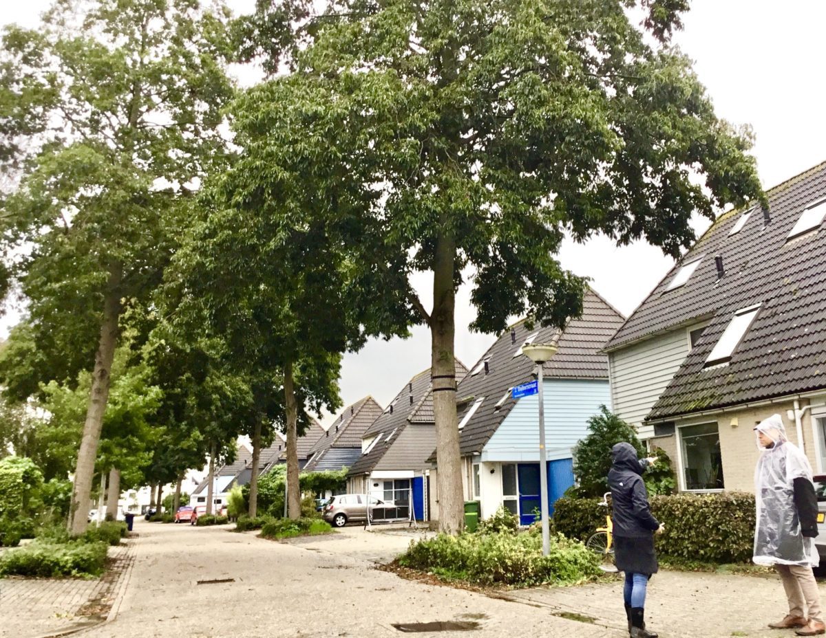 Bomen Bouwmeesterbuurt