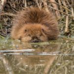 bever in water flevoland