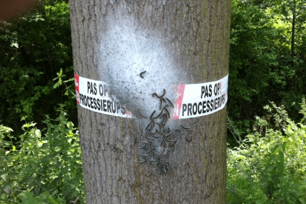 bomen verplaatsen pas op