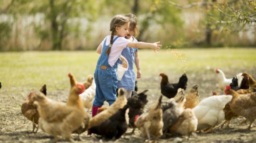 kinderen die kippen voeren
