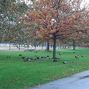 bomen en vogels