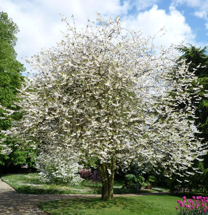 sneeuwklokjesboom