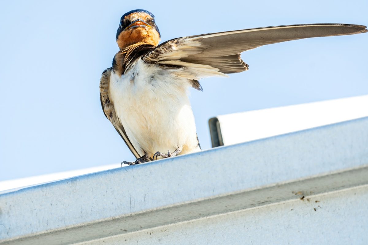 barn-swallow-5398098_1920