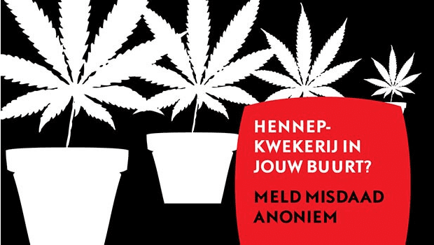 Weer wietplantage opgerold in Jacob van Ruysdaelstraat