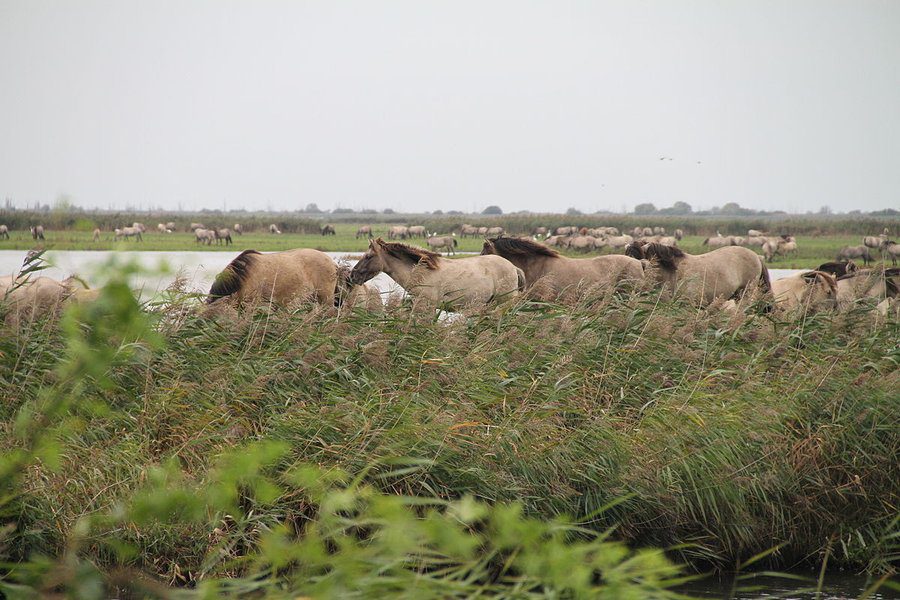 konikpaarden flevoland