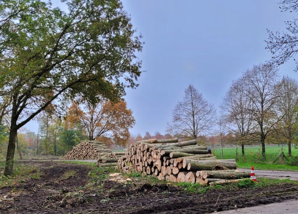 Massale bomenkap in de parken van Almere, vragen aan het college door PvdD
