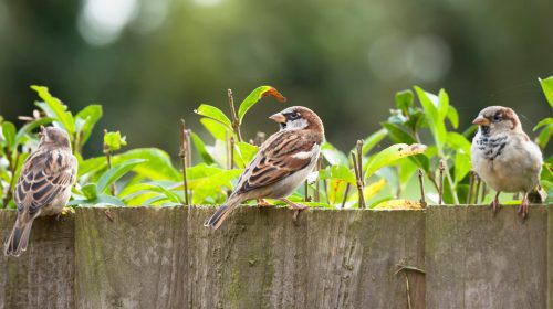 Sparrows,,House,Sparrows,(passer,Domesticus),On,A,Garden,Fence,,Uk.