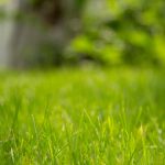 Green grass in garden