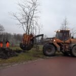 bomen steigerdreef – gemeente