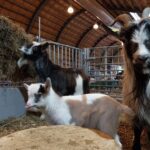 Eerste geitenlammeren geboren bij Stad & Natuur Almere