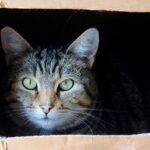 Dit is hoe je volgens een verhuisexpert je verhuisdozen moet inpakken cat-829121_1280