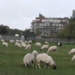 Column | John van der Pauw | Almere Haven van volkshuisvesting naar wijken voor de rijken? OLYMPUS DIGITAL CAMERA