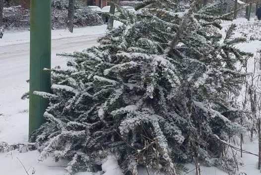 Kerstboominzameling uitgesteld naar 17 januari