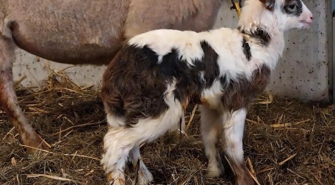 Eerste lammeren geboren bij schaapskooi Stad & Natuur in Almere Haven