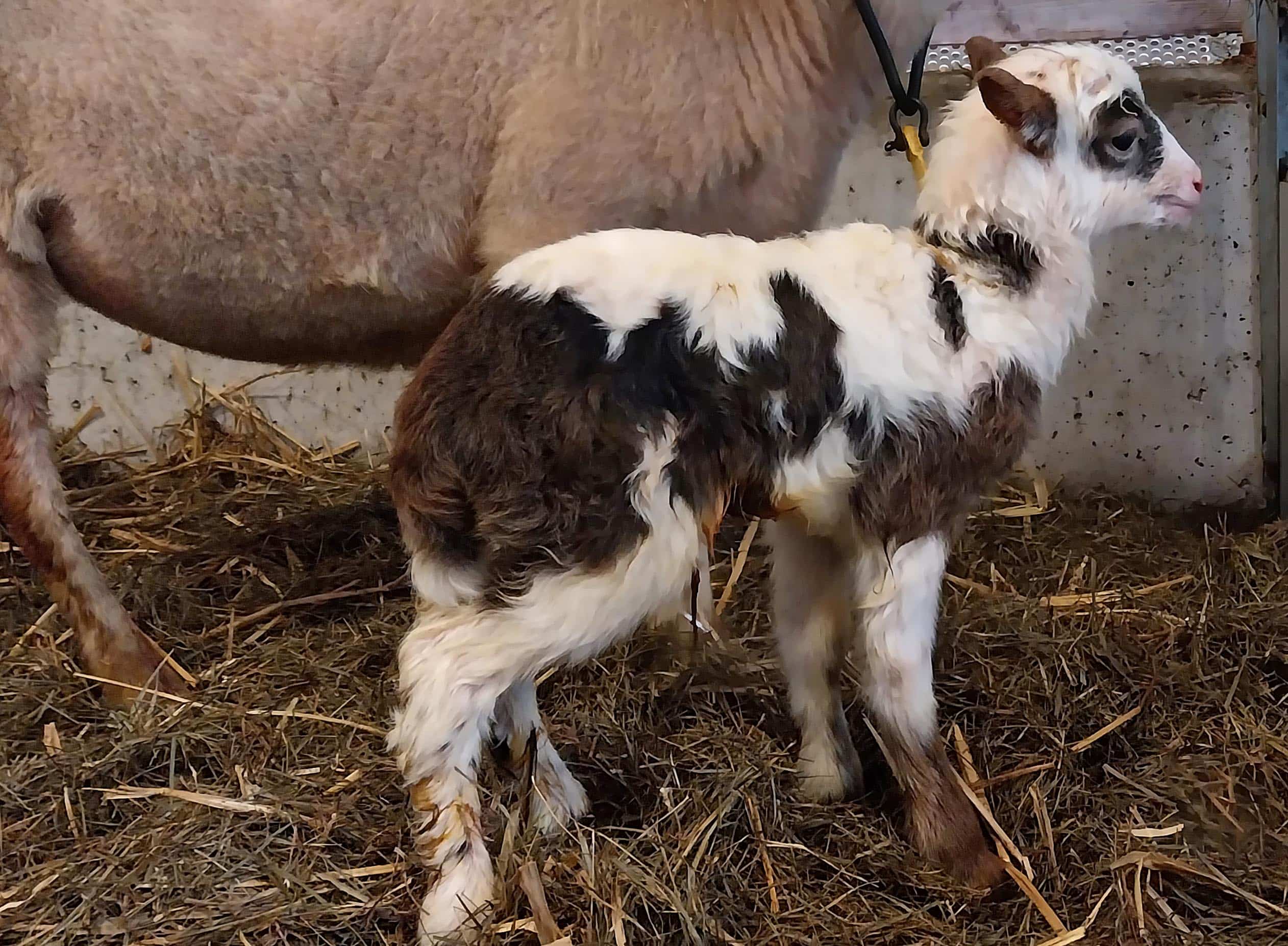 Eerste lammeren geboren bij schaapskooi Stad & Natuur in Almere Haven