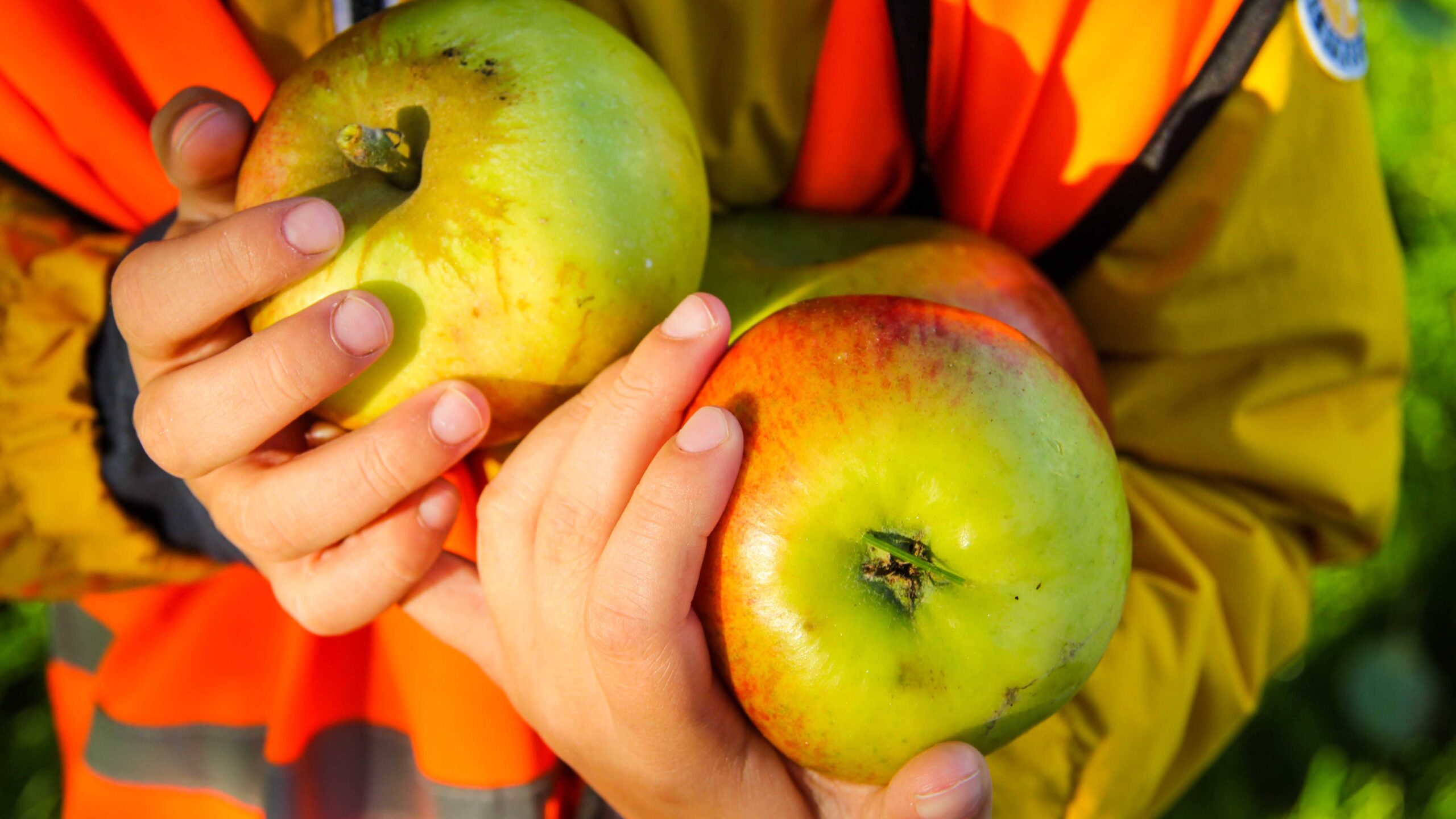 Stad & Natuur organiseert appelplezier in het cascadepark